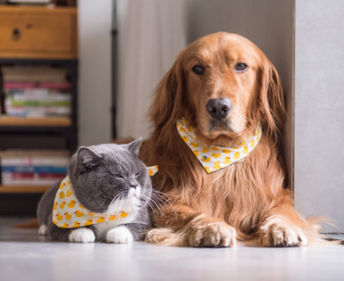 Pet Health Insurance