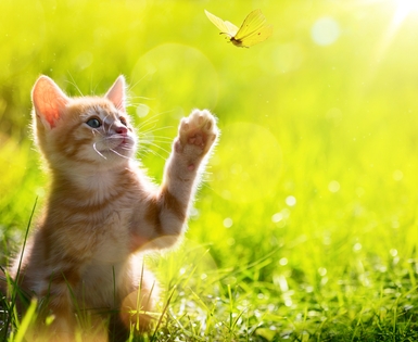 Happy cat with spring allergies that could use Union Plus Pet Health Insurance Happy cat with spring allergies that could use Union Plus Pet Health Insurance