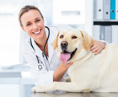 PET HEALTH INSURANCE