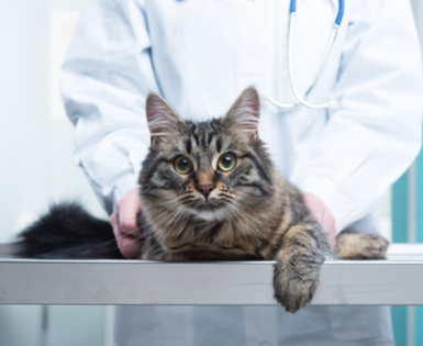 PET HEALTH INSURANCE