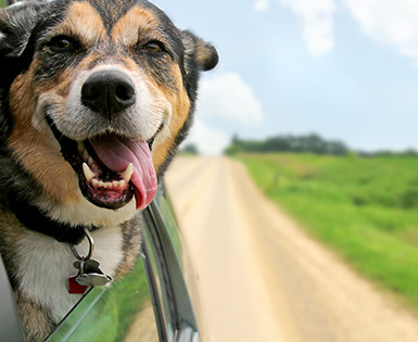 Pet Health Insurance from Union Plus