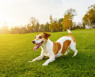 Learn More about Union Plus Pet Insurance Learn More about Union Plus Pet Insurance
