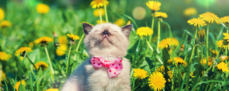 Protect your pet with the Union Plus Pet Insurance program. Protect your pet with the Union Plus Pet Insurance program.