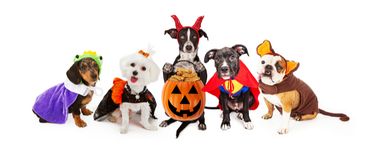 Happy pets in Halloween costumes using Union Plus Pet Insurance  Happy pets in Halloween costumes using Union Plus Pet Insurance