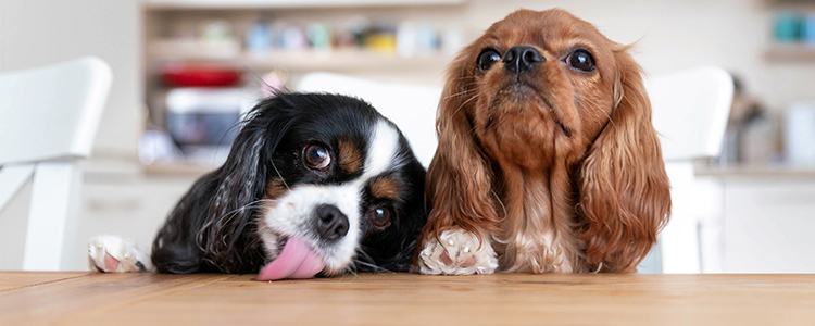 Learn More about Union Plus Pet Insurance Learn More about Union Plus Pet Insurance