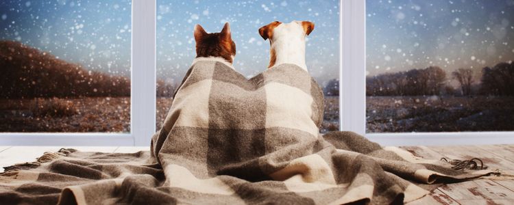 Pets staying safe during winter using Union Plus Pet Health Insurance Pets staying safe during winter using Union Plus Pet Health Insurance
